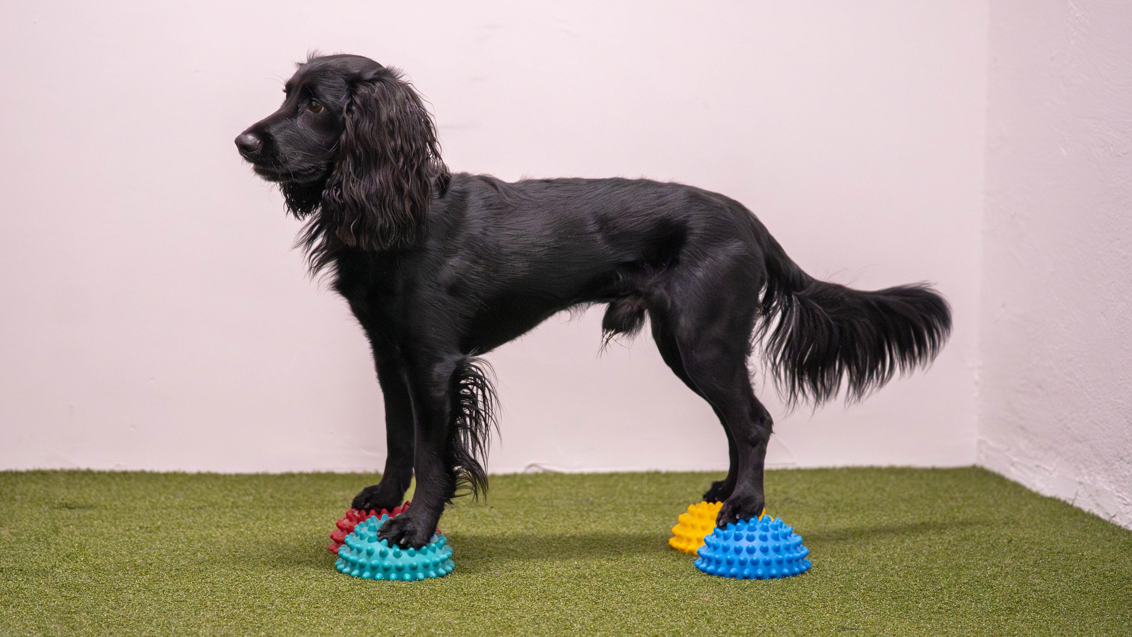 Jaktcocker på fitpaws