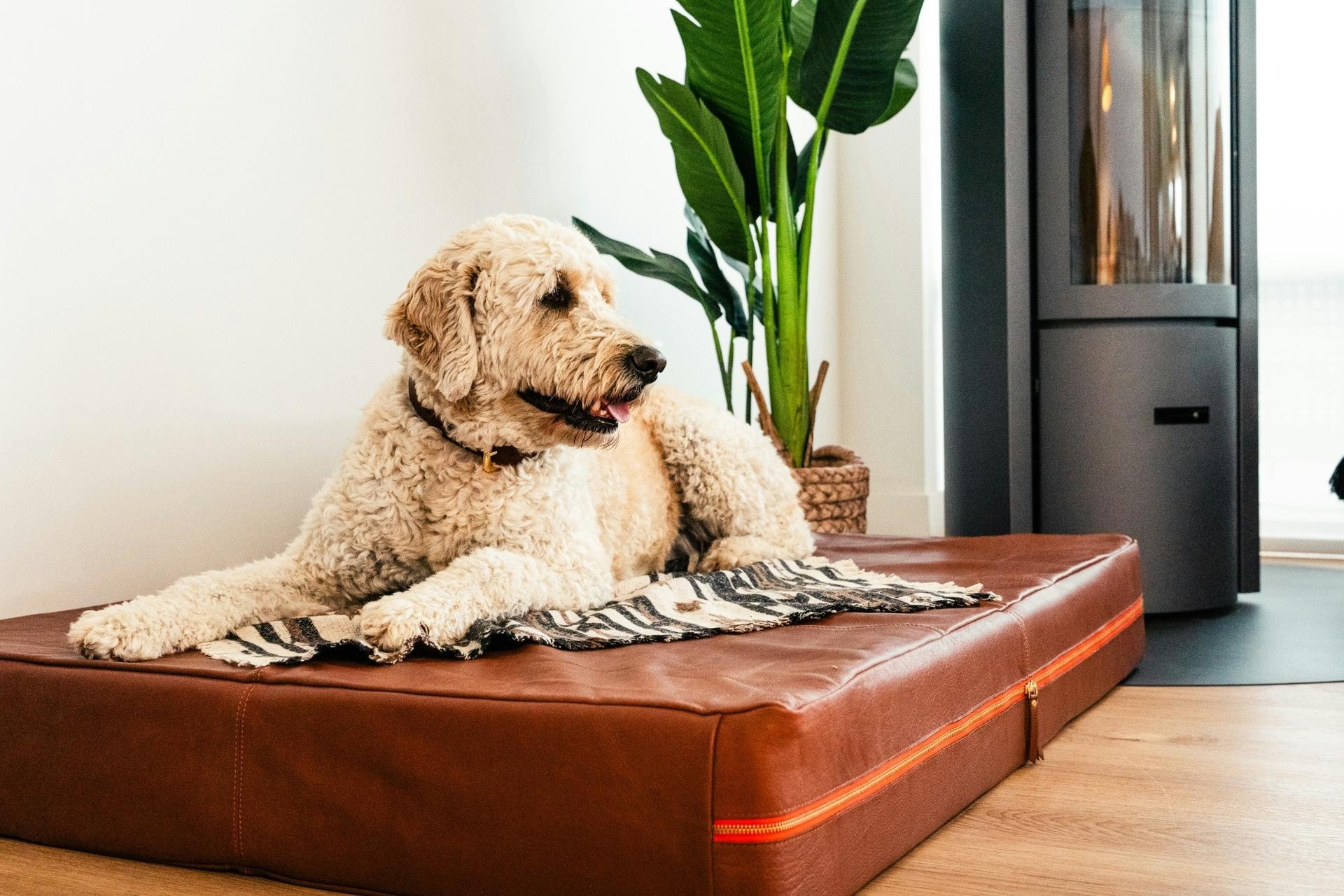 Hund åpå hundeseng