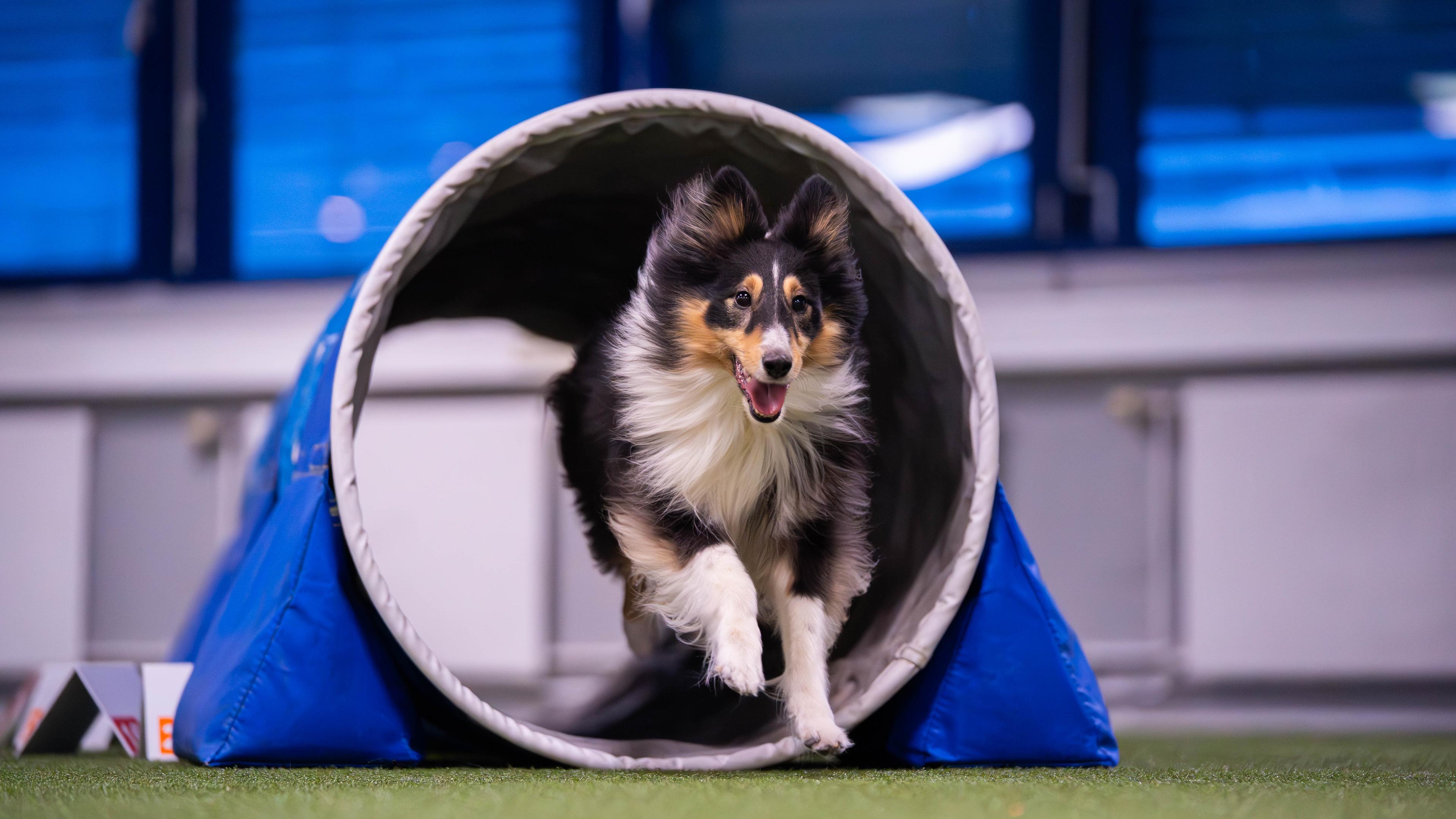 Jippie i tunnel