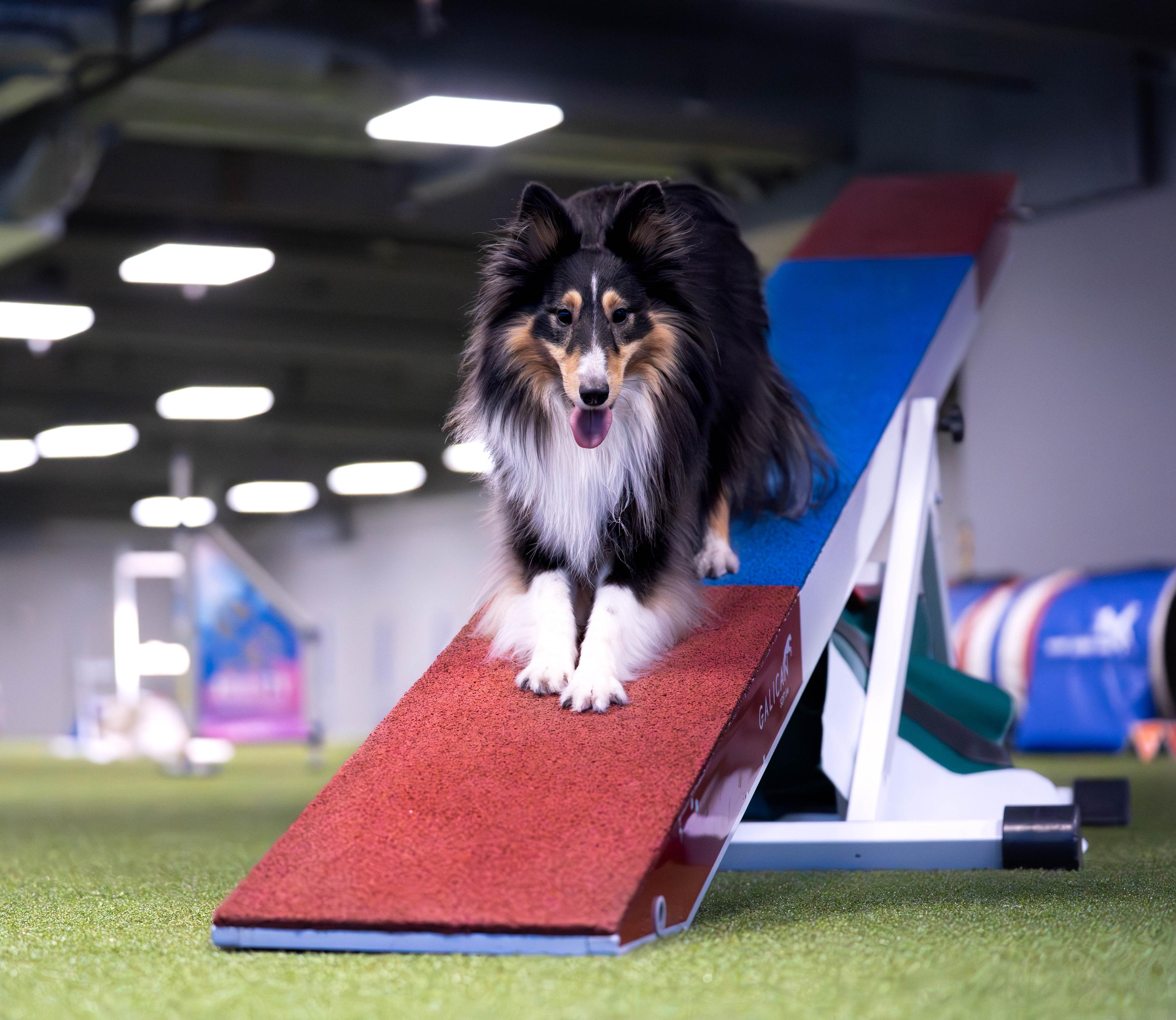 Sheltie på vippe