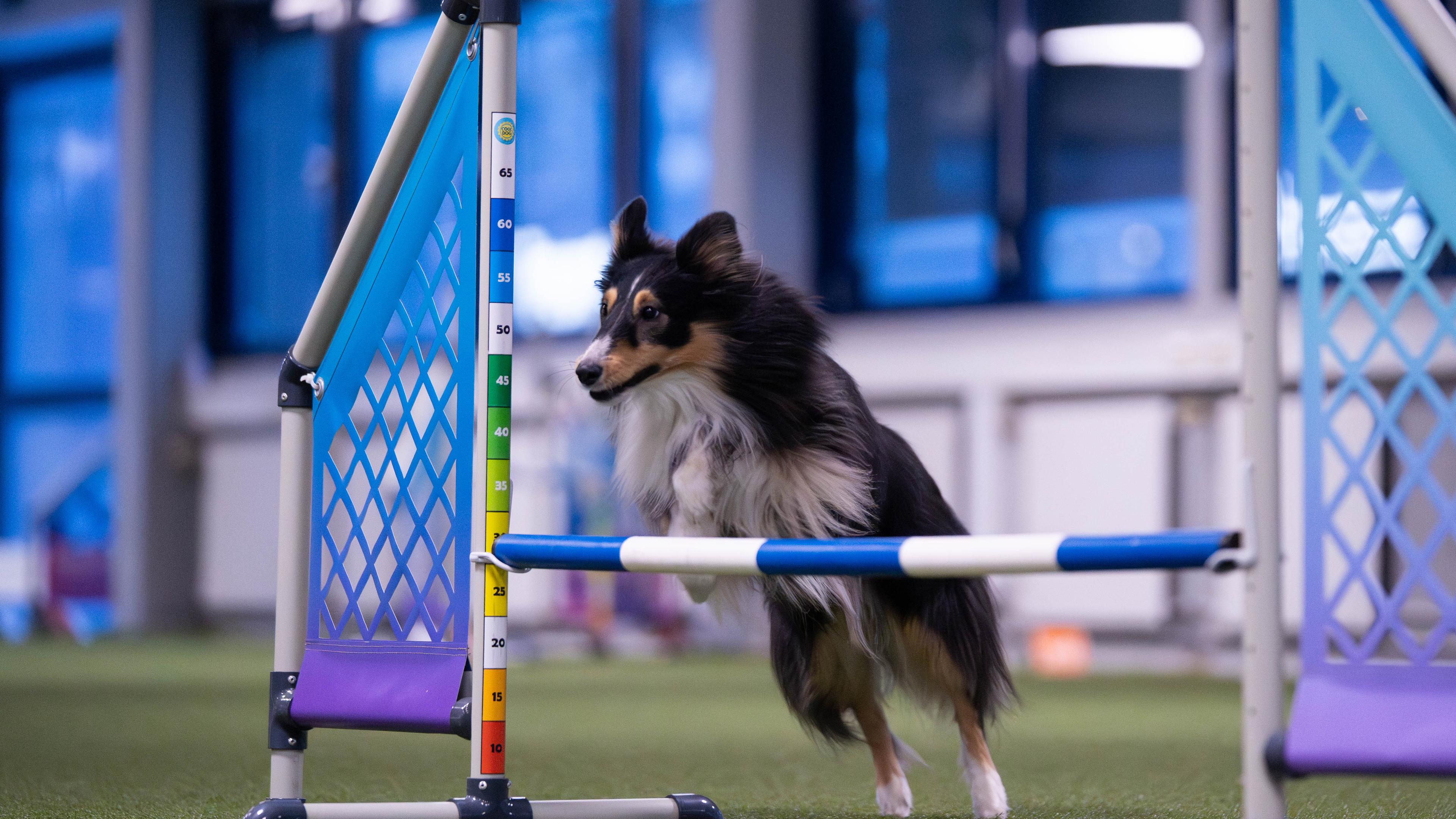 Sheltie hopper hinder