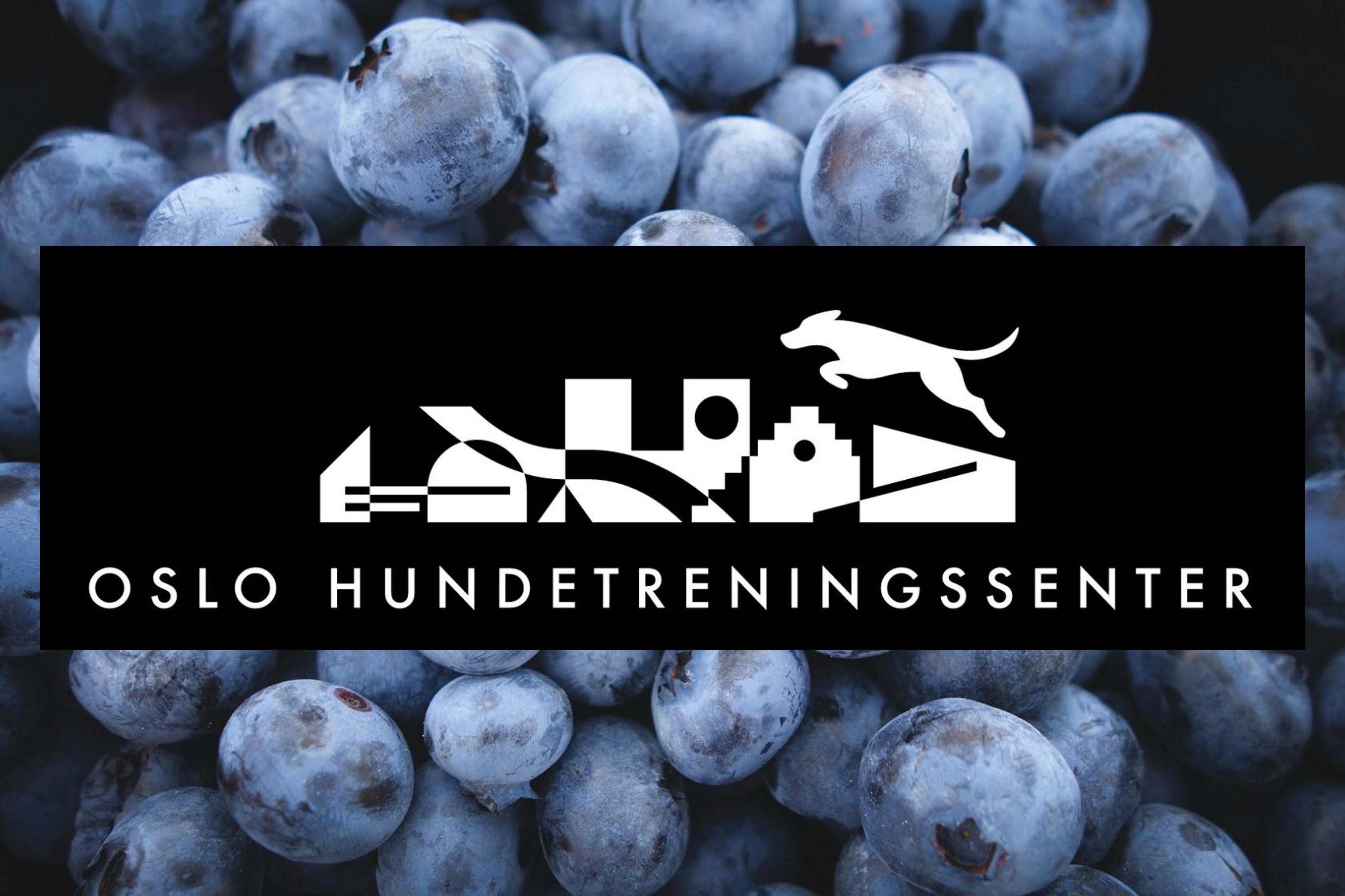 Blåbærstevne
