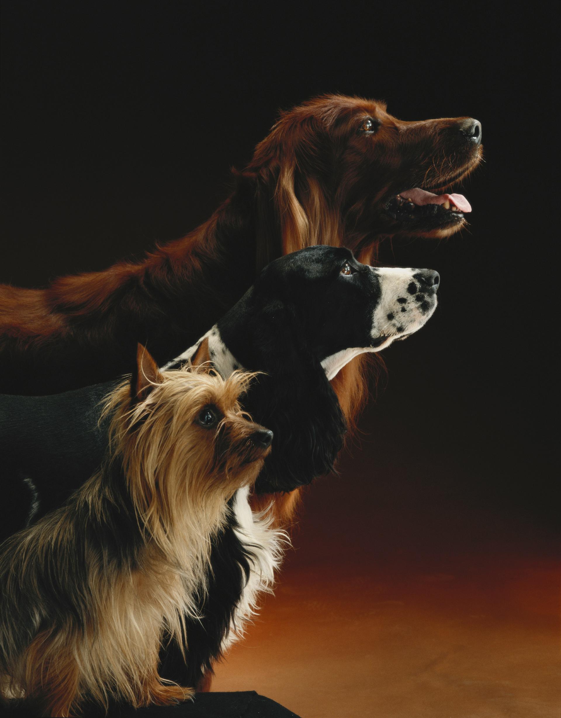 Showdogs