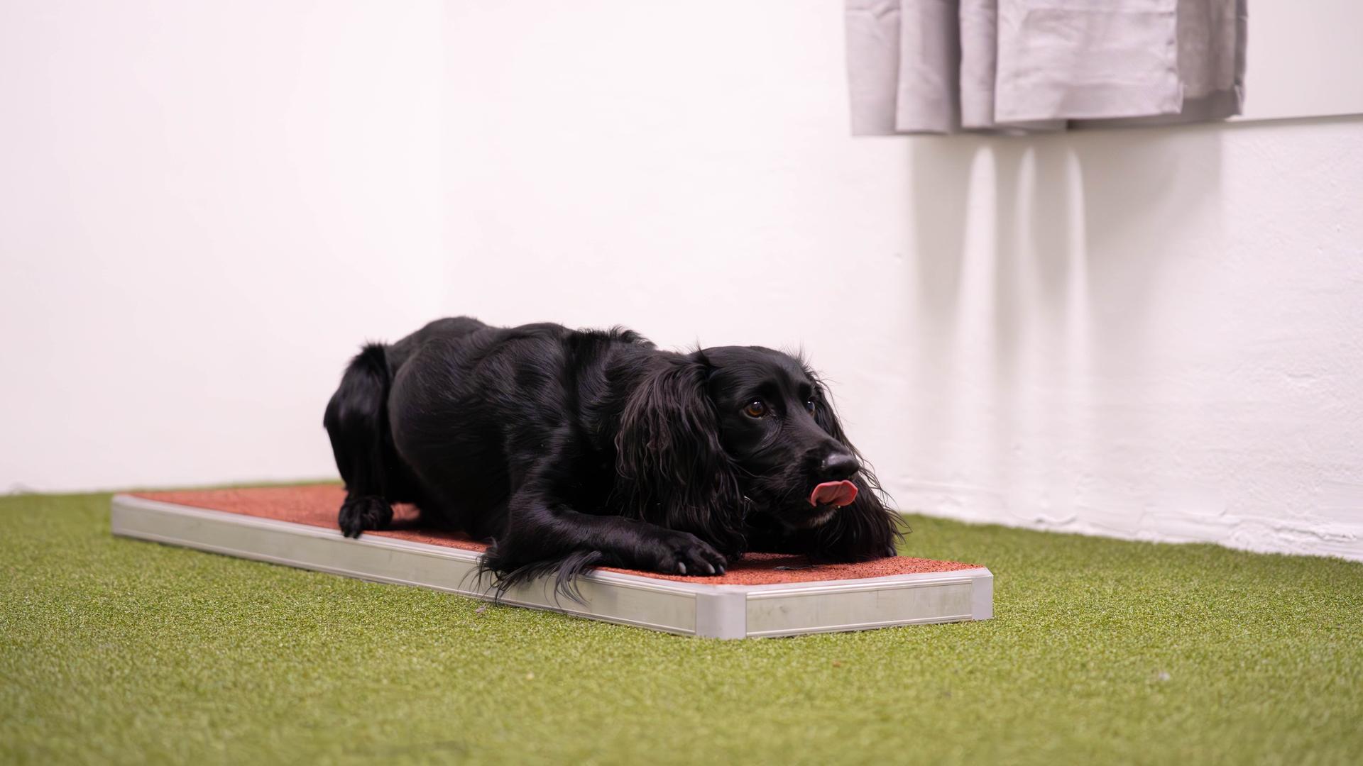 Hund på stigefelt