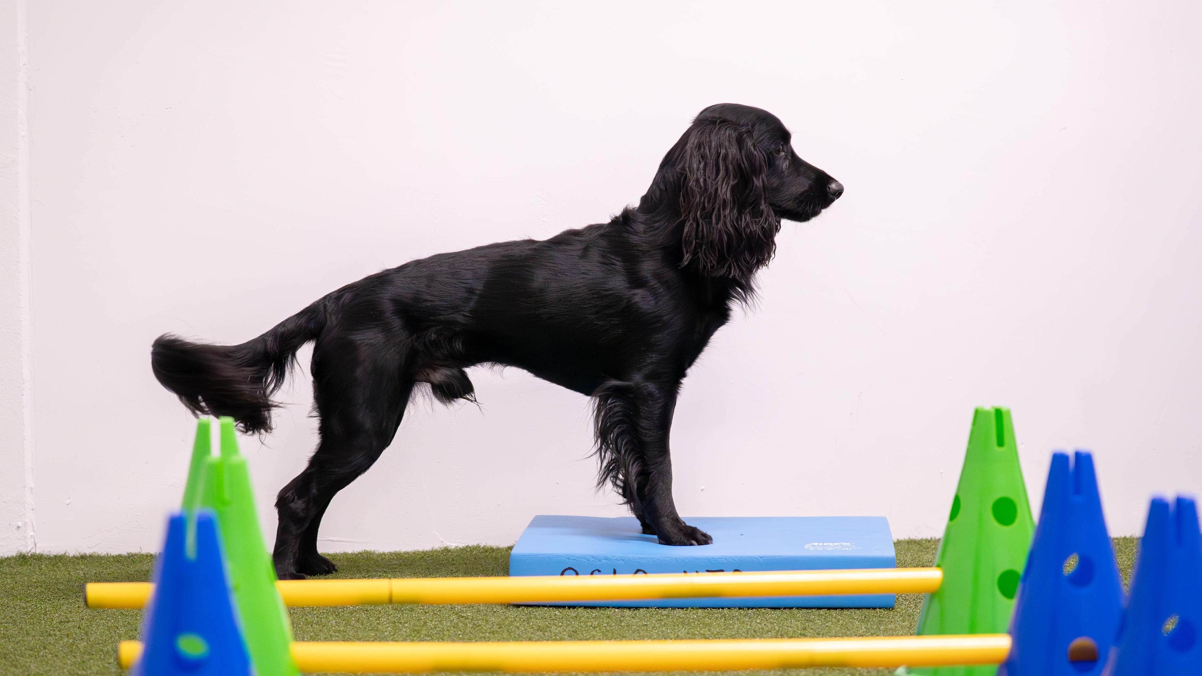 Hund i styrketrening