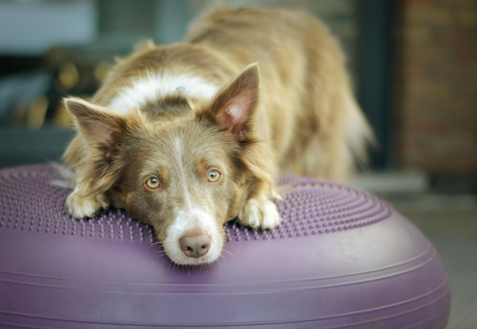 Border Collie på balansepute