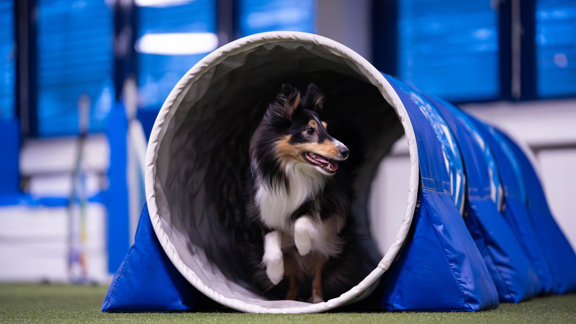 Hund i tunnel