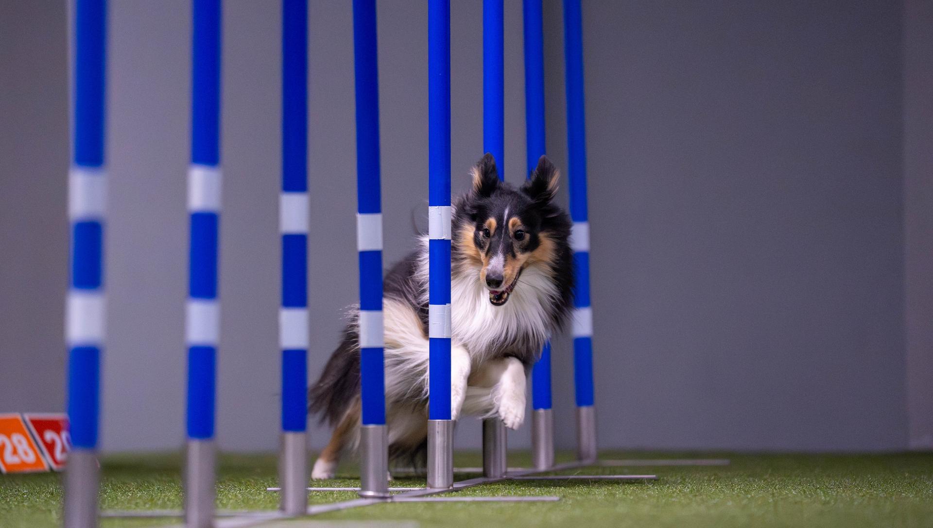 Hund i slalåm