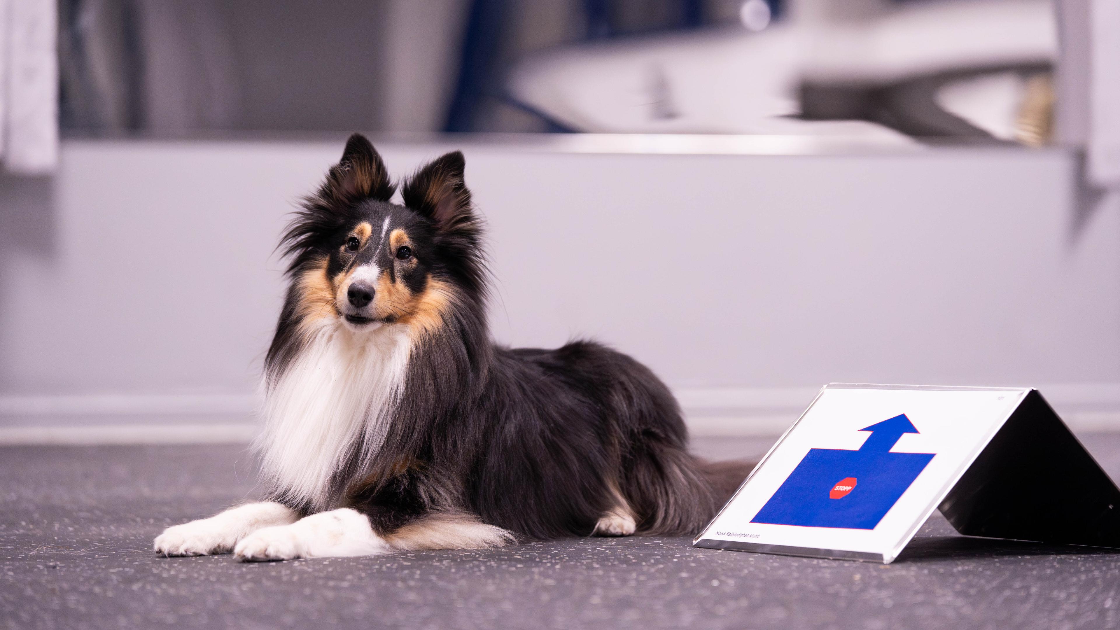 Hund i dekk ved rallyskilt