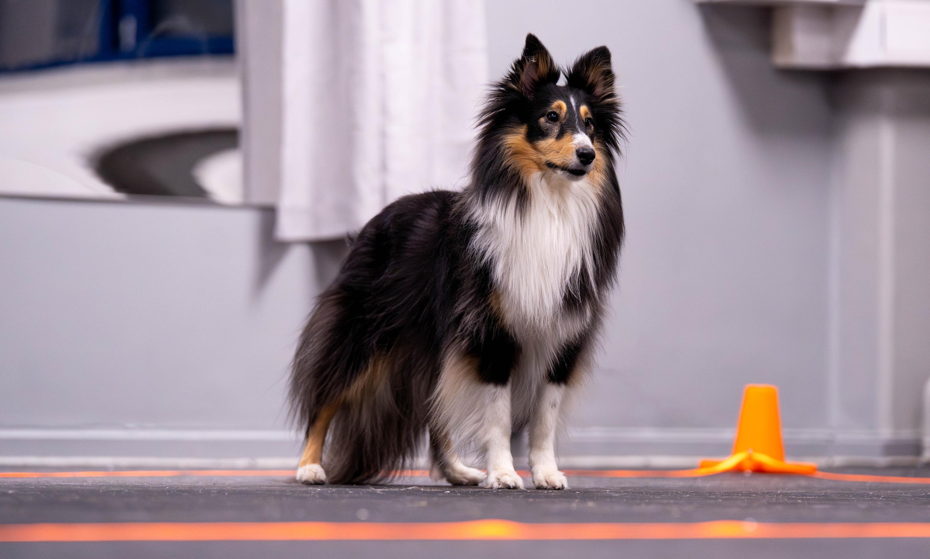 Hund i lydighetsøvelsen ruta