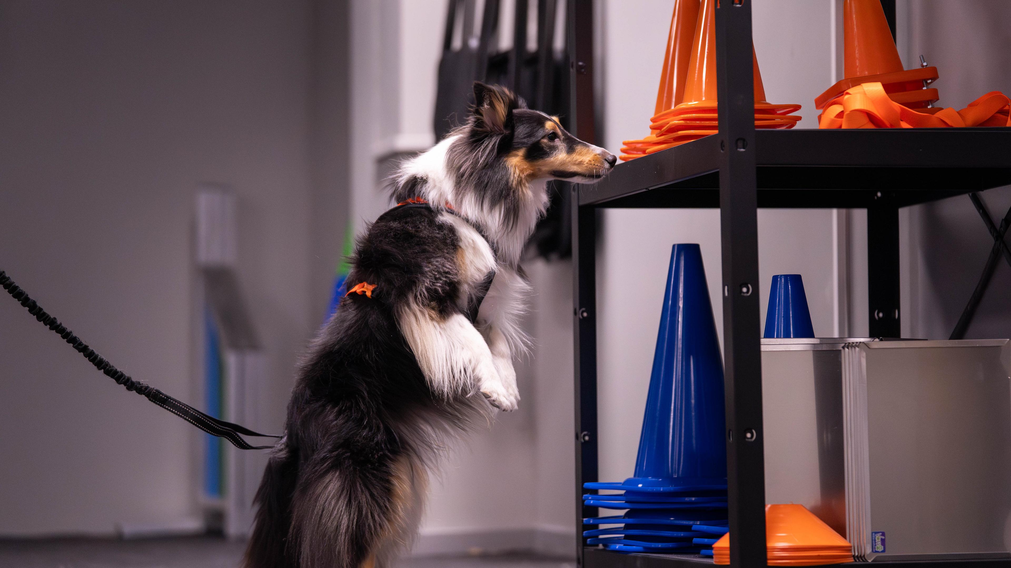 Hund i søk for NoseWork