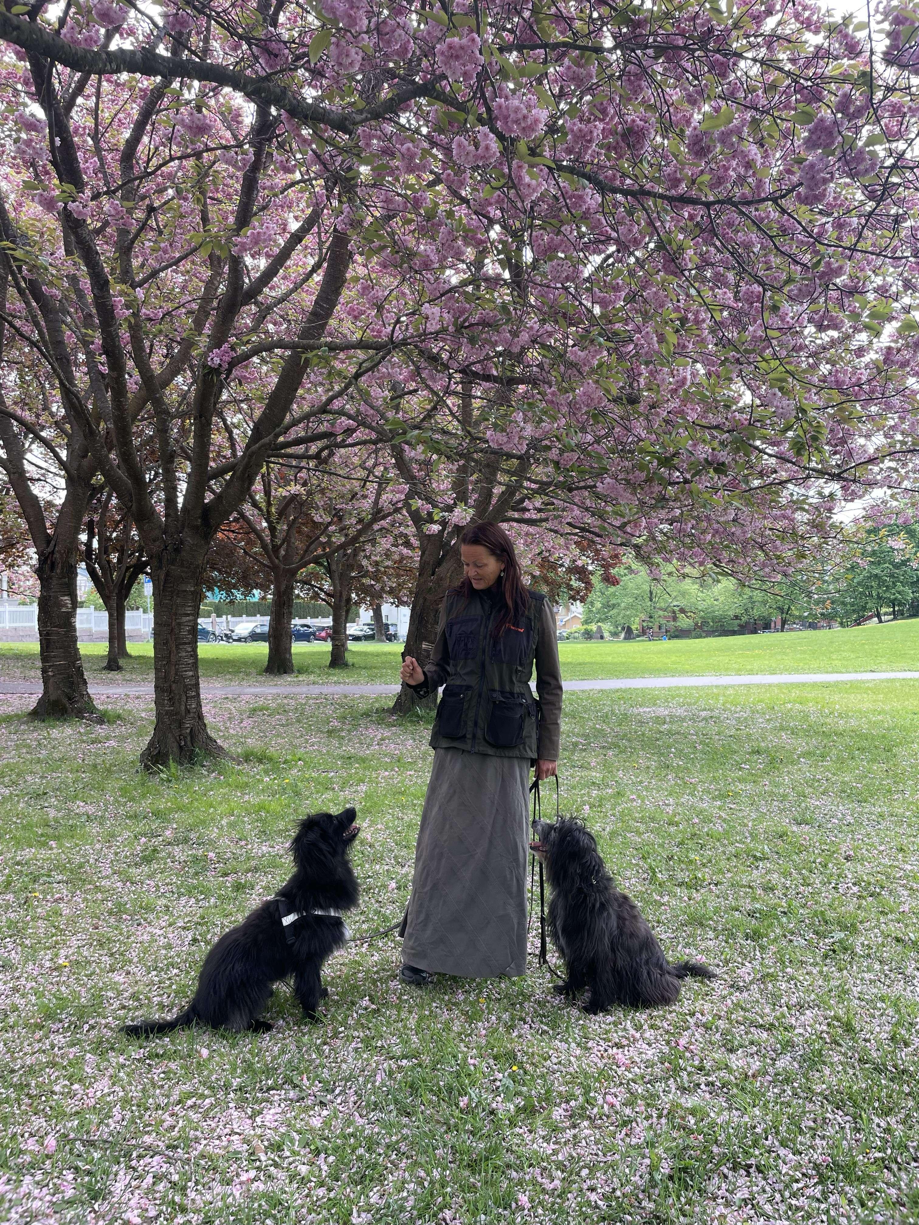 Pyreneiske gjeterhunder og innehaver under kirsebærtre