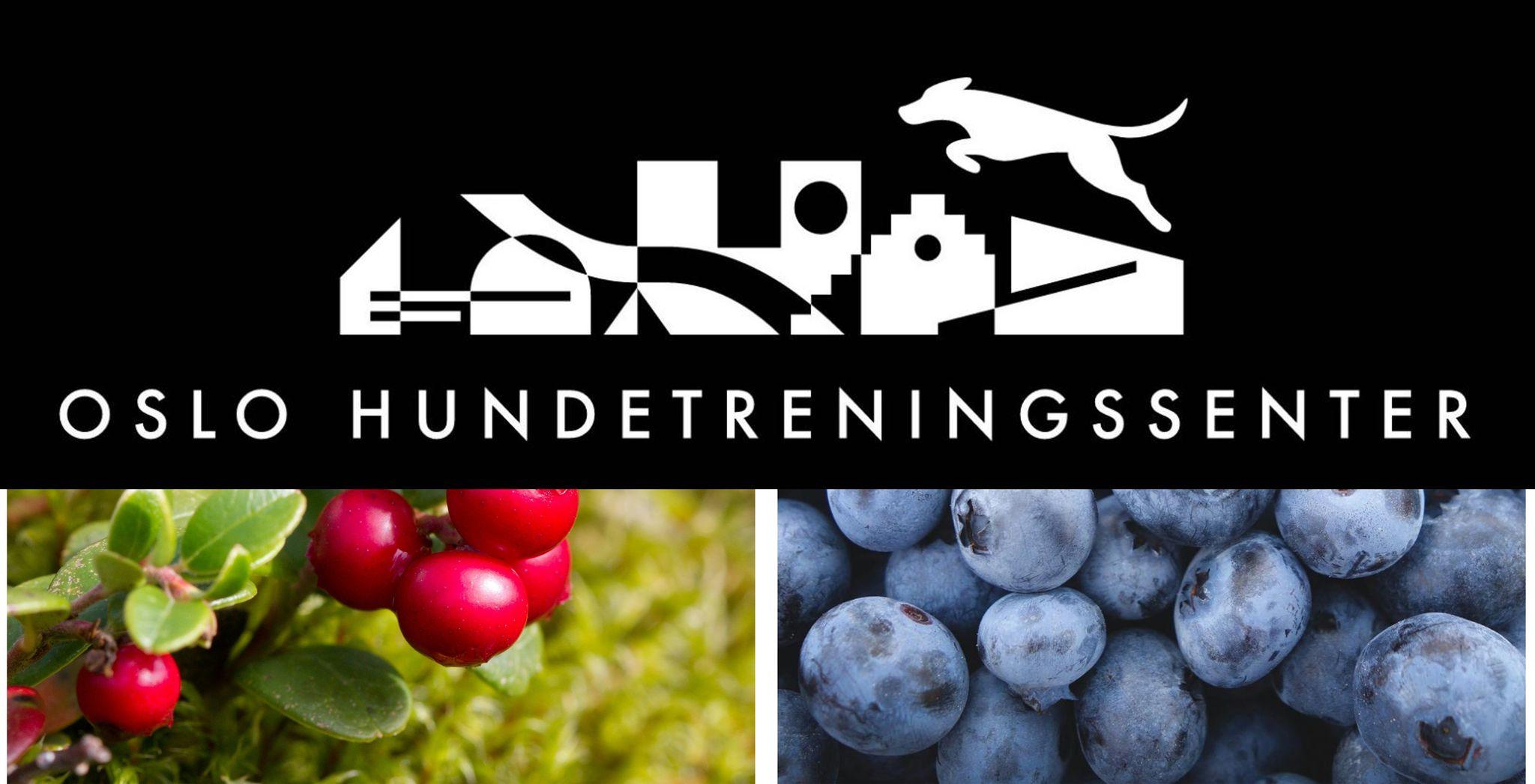 Blåbær- og Tyttebærstevne på Oslo Hundetreningssenter