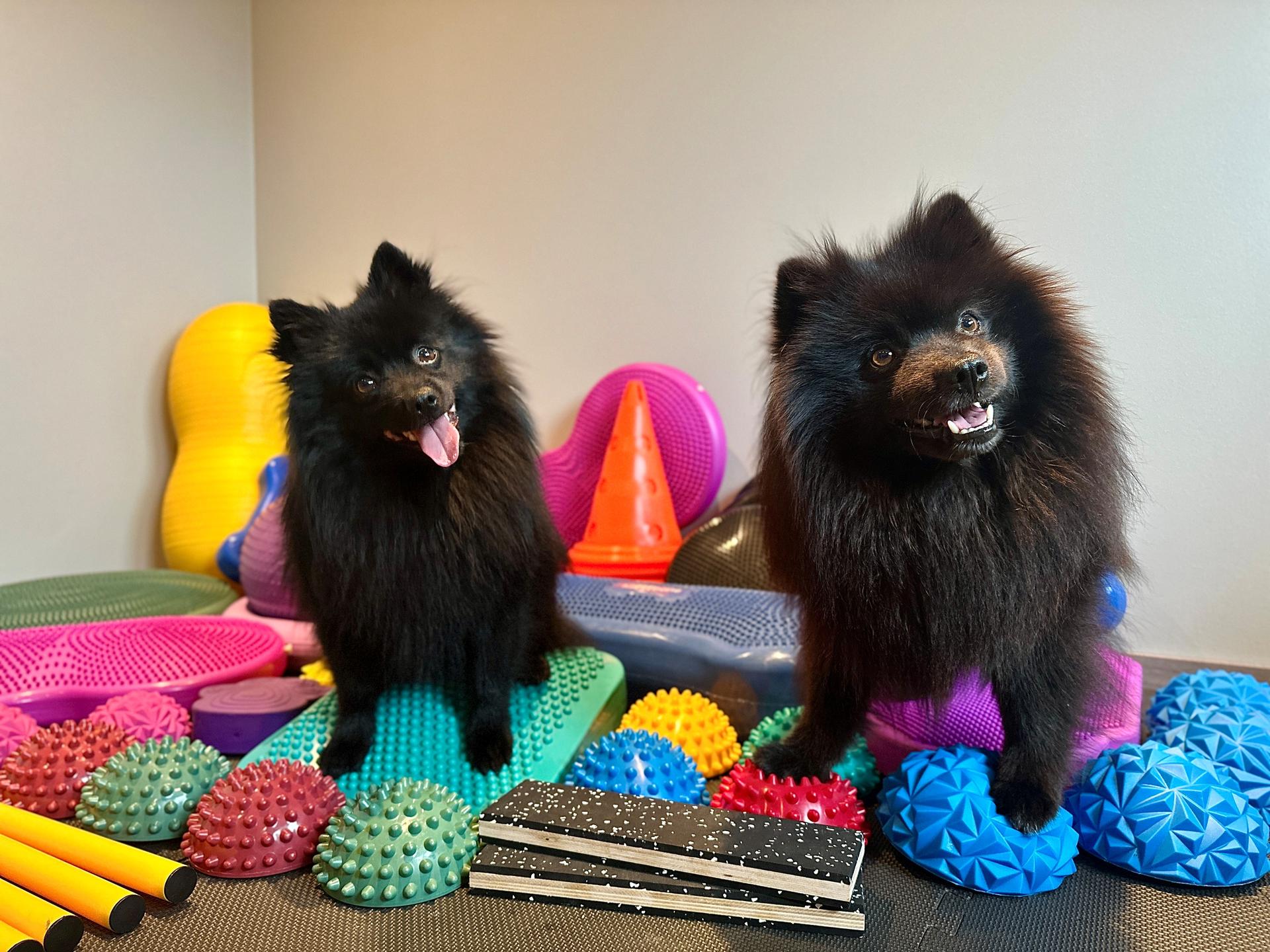 Birthes styrkepomeranians
